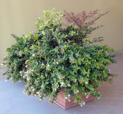 abelia kaleidoscope 1 .jpg