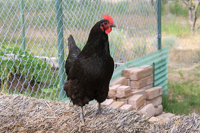 australorp-pet-chicken.jpg