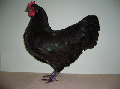 Australorps%20schwarz.jpg