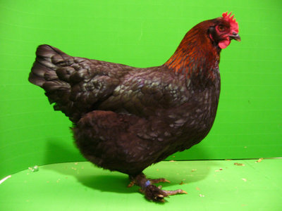 Marans%20schwarz-Kupfer.jpg