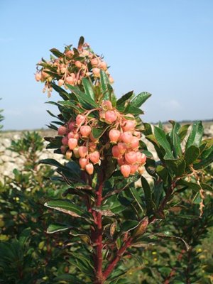 Fiori di corbezzolo.JPG