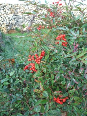 Nandina.JPG