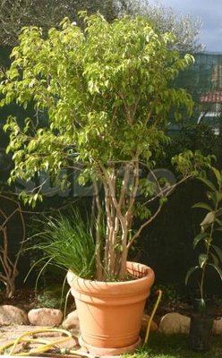 ficus1.jpg