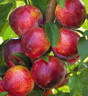 pluot.jpg