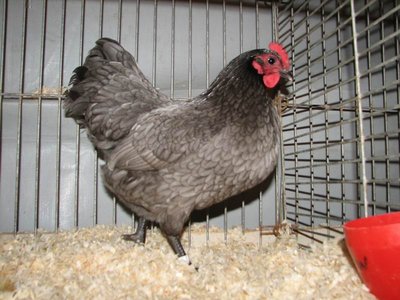 Australorps_Blauw_hen.jpg