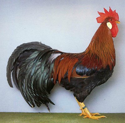 perniciata_gallo[1].jpg