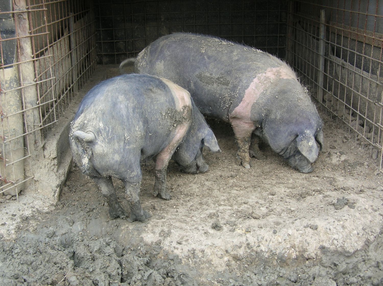 Verro e Scrofa.jpg