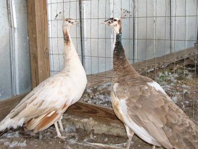 purple-pied & purple-black-shoulder-pied.jpg