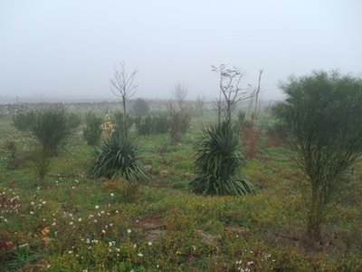 CAMPO IN INVERNO.JPG