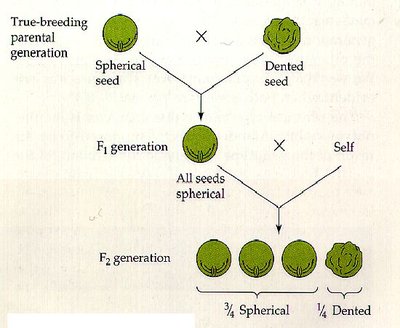 04-mendel-1st-exp.jpg