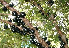 Jaboticaba.jpg