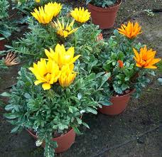 Gazania.jpg