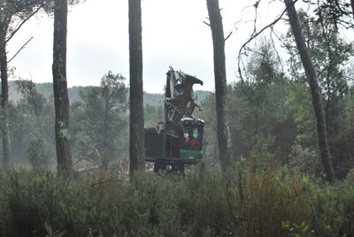 DSC_0532 feller buncher mod.JPG