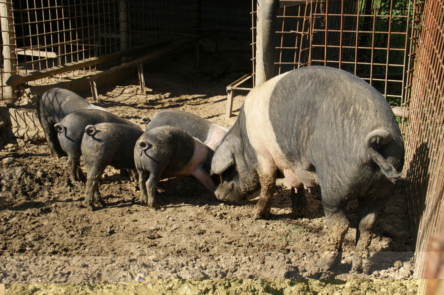 Scrofa con suinetti.jpg