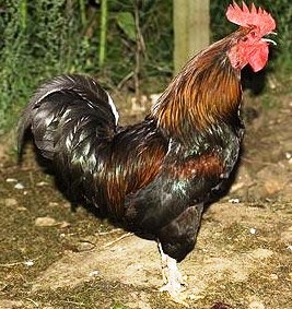 Blackrockrooster.jpg