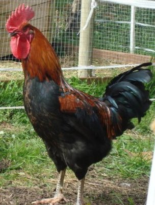 Blackrock-rooster.jpg