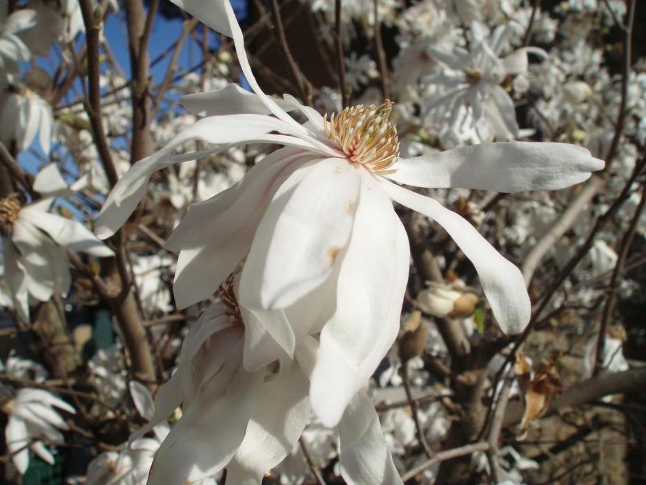 magnolia-stellata.JPG