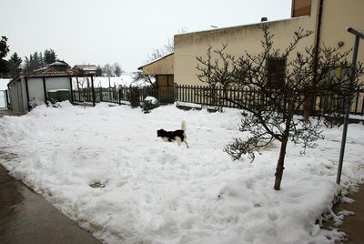 Neve del 1 febbraio 2012.jpg