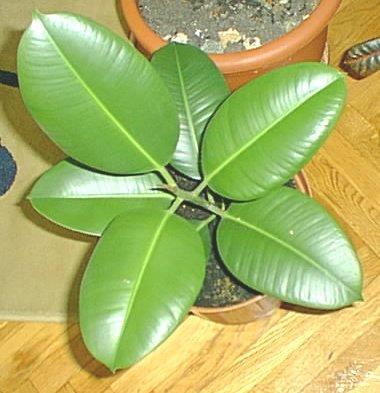 ficus elastica.jpg