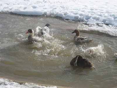 anatre al bagno.jpg