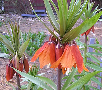 frittillaria.jpg