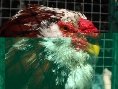 gallo_tricolore2.JPG