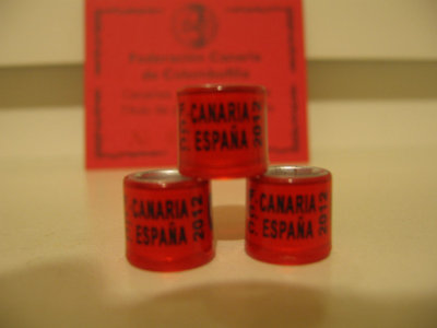 2012 canaria  spania.jpg