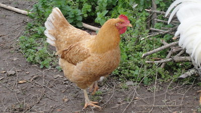 gallina sarda.jpg