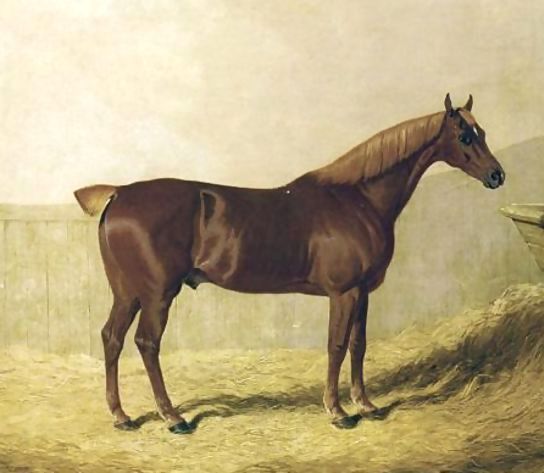 John Frederick Herring Snr _ A Chestnut Horse in a Stable.jpg