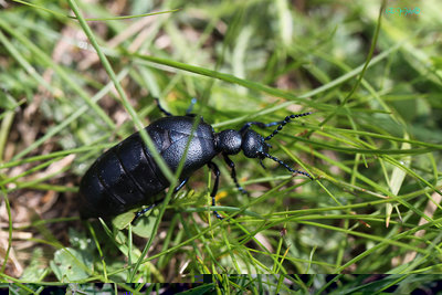 coleottero meloidae.jpg