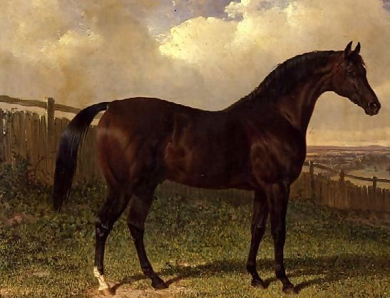 John Frederick Herring Snr _ 'Emilius', a bay racehorse in a paddock.jpg