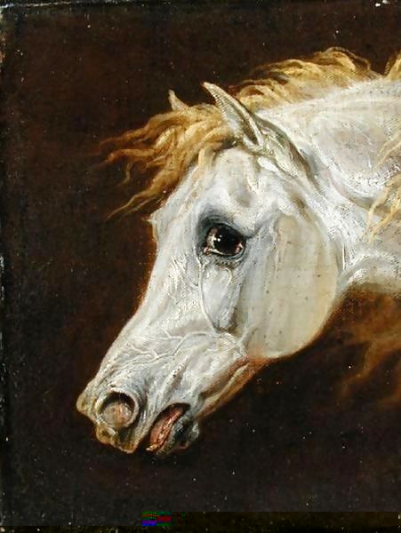 Martin Theodore Ward _ Head of a Grey Arabian Horse.jpg