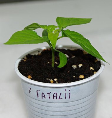 Fatalii Yellow.jpg