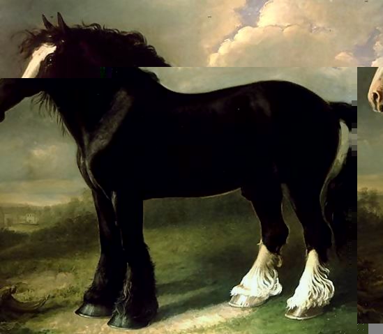 William Shiels _ Old English Black Horse.jpg