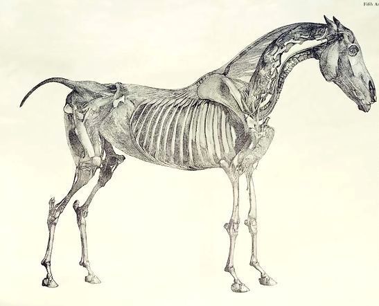 George Stubbs _ Fifth Anatomical Table, from The Anatomy of the Horse 2.jpg