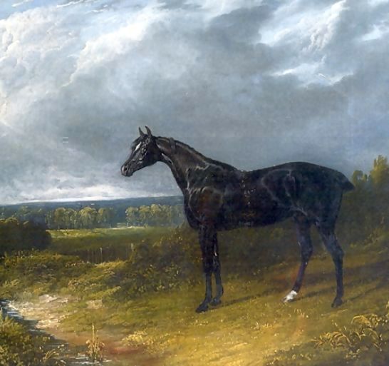 John Frederick Herring Snr _ Black Stallion in a Field Horse.jpg