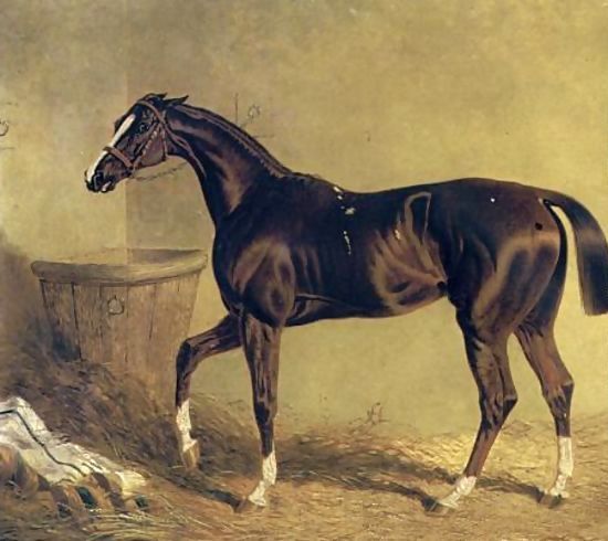 John Frederick Herring Snr _ Camarine a Chestnut Racehorse in Stable.jpg