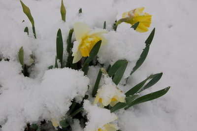 due passi nel giardino.jpg