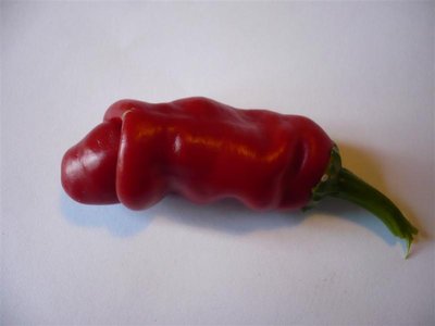 pepper 1a.JPG