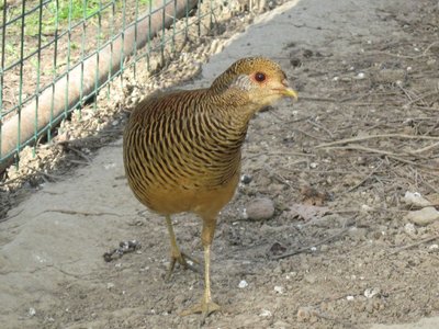 femmina dorato rosso foto1.JPG