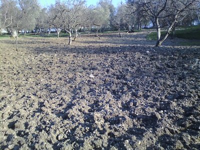 Campo di patate.jpg