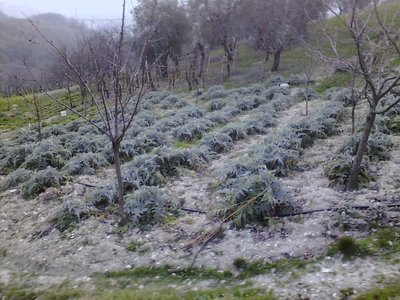 Carciofi.jpg