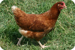 chicken-IsaWarren.jpg