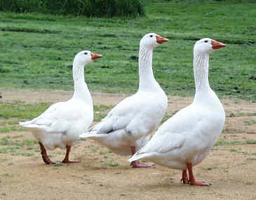 geese3a.jpg