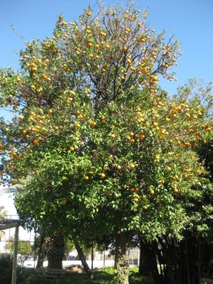 arancio1 dettaglio1.JPG