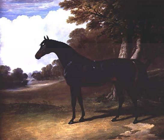 John Frederick Herring Snr _ Gaucus, a dark bay horse in a wooded landscape.jpg