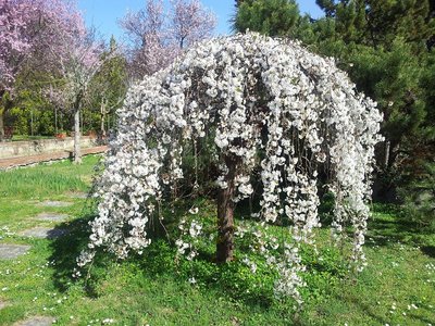 azienda-primavera.jpg