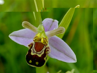 ophrys_apifera.jpg