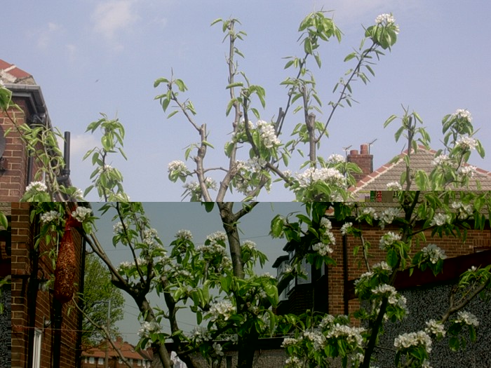 pear tree.jpg