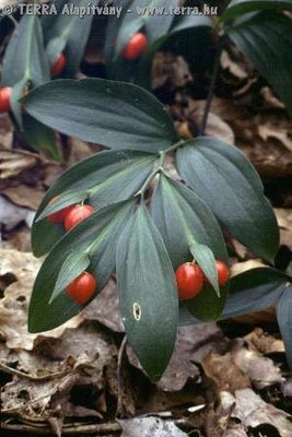 Ruscus_hypoglossum_2977.jpg